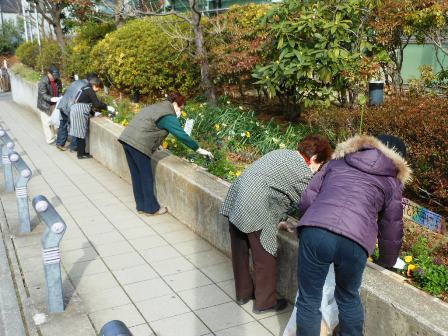 花植えボランティア 水仙クラブ ながみちゃん日記 東永谷地域ケアプラザのブログ