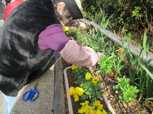 水仙クラブ 花壇のお手入れ ながみちゃん日記 東永谷地域ケアプラザのブログ