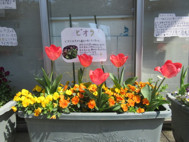 春の花壇 ながみちゃん日記 東永谷地域ケアプラザのブログ